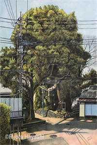 全文重生嫡女：八个哥哥超宠我