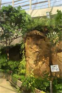 七零军婚小娇媳全章节